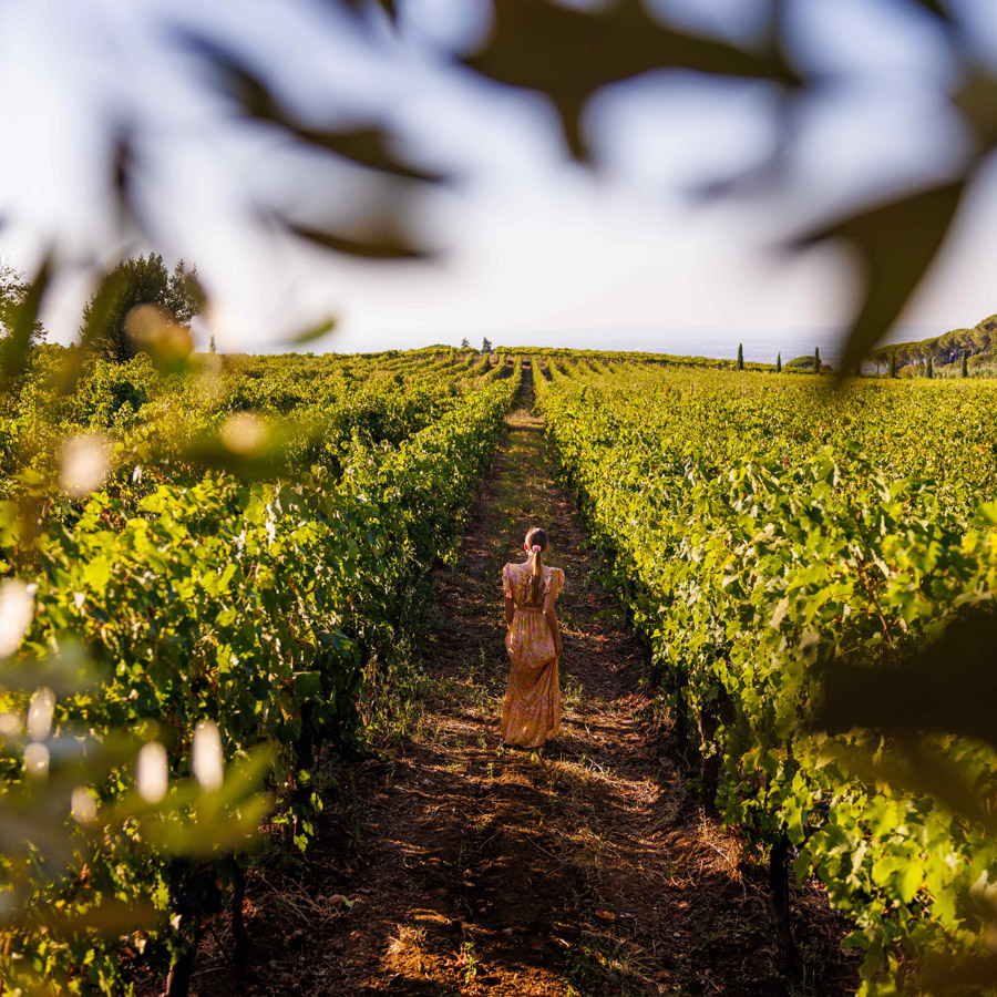 wine tasting frascati with pick up in rome